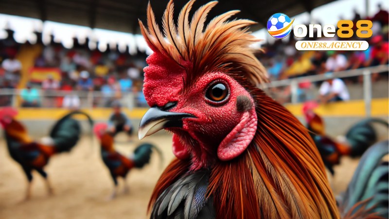 Đá Gà Philippines